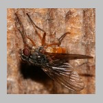 Muscidae sp - Echte Fliege 05b 8mm.jpg